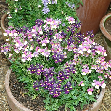 A pot with blooms of many purple shades