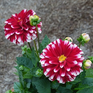 A red and white dahlia bloom