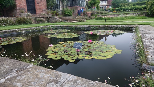 A water lily covered pond