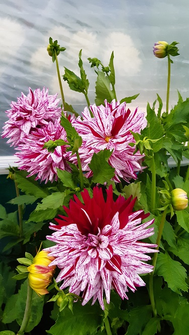 Dahlias growing in poly tunnel