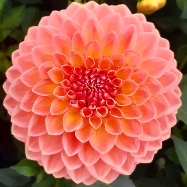 Close-up of a pink dahlia bloom