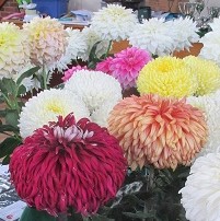 Chrysanthemums