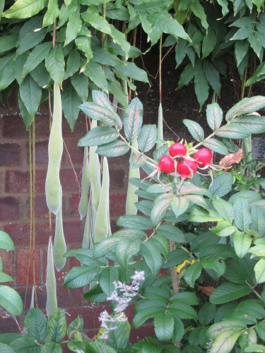 Hanging bean pods and rose hips