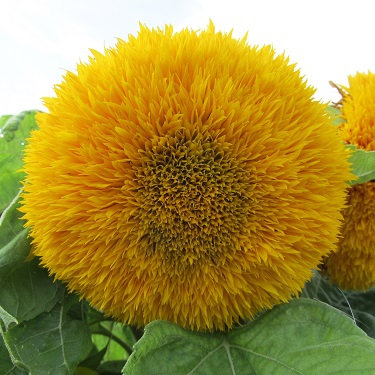 A yellow Teddy Bear sunflower head