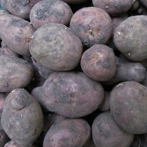 Seed potatoes