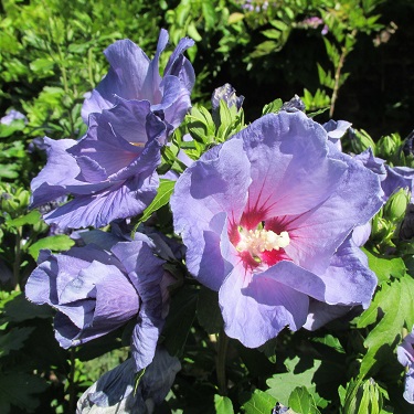 A blue flower bloom