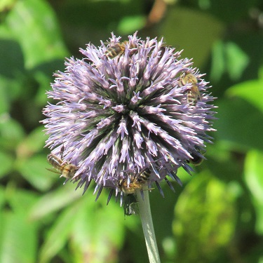 A small allium bloom with bees