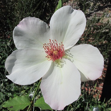 A large white bloom