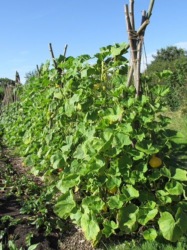 A type of squash growing in the kitchen garden at Sissinghurst