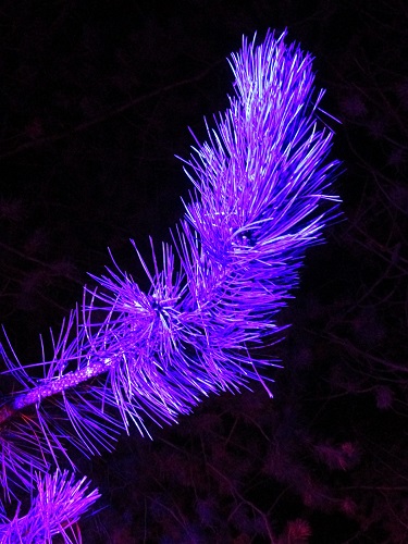 Pine needles lit in purple