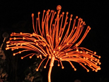 The head of a metal flower in orange