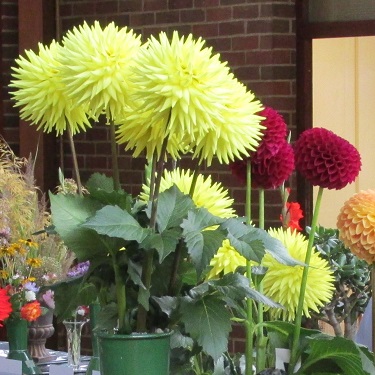 Some yellow dahlias