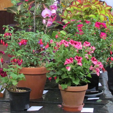 A display of pot plants