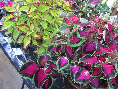 An array of coleus plants