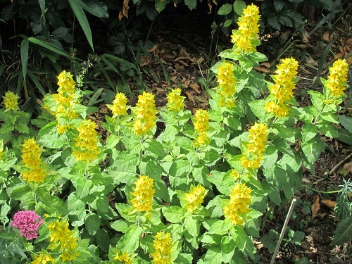 Yellow flowers