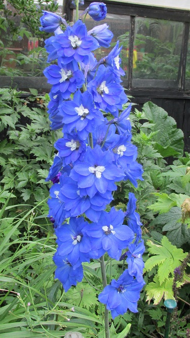 Blue delphiniums