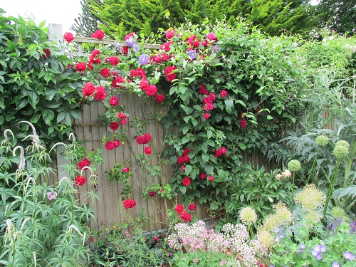 Red roses climbing up a wooden fence