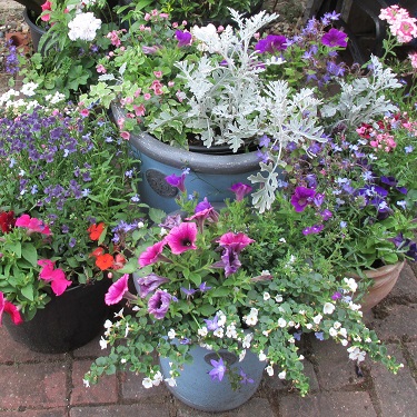 A collection of pots planted with multi-coloured flowers