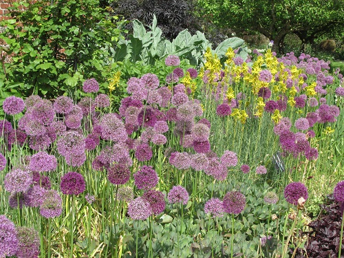 A border of purple alliums