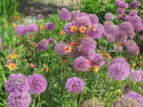 A border of purple alliums