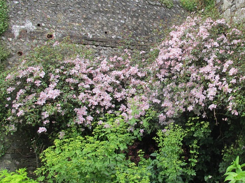 Clematis growing against an old castle wall