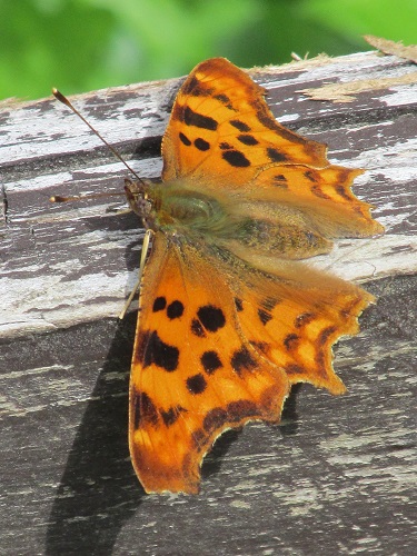 A comma butterfly