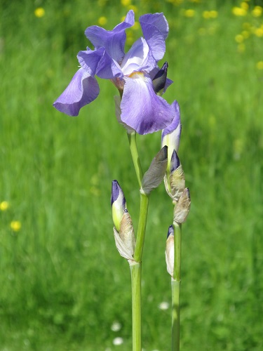 A blue bearded iris