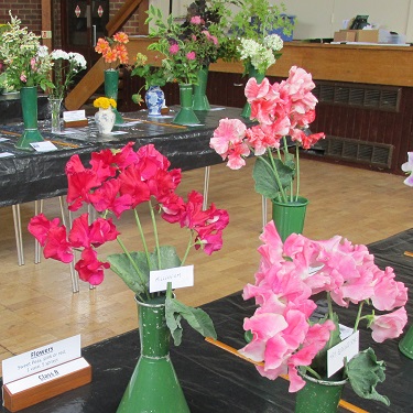 Summer Show - three vases of pinkish sweet peas