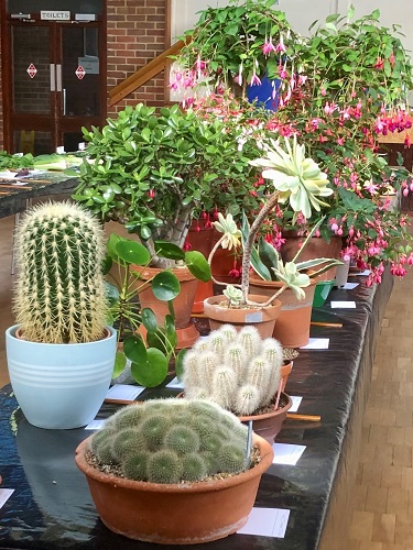 Summer Show - cacti and fuchsia bench