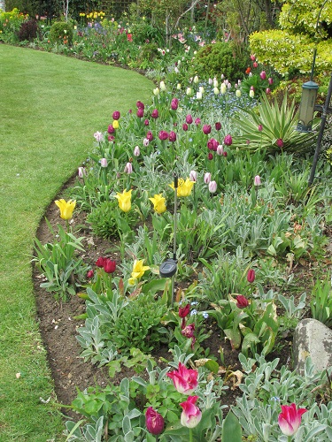 A tulip border