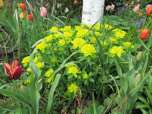 Tulips and yellow euphorbia at foot of silver birch