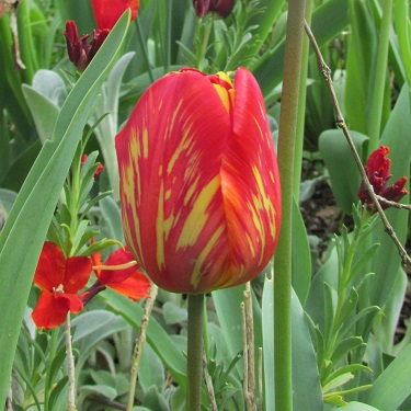 Single yellow and red tulip flower