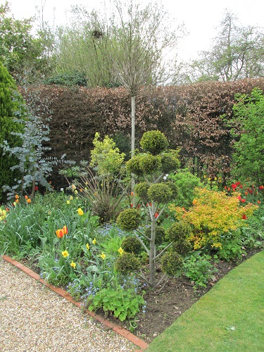 A square shrub border with clipped cloud bush 