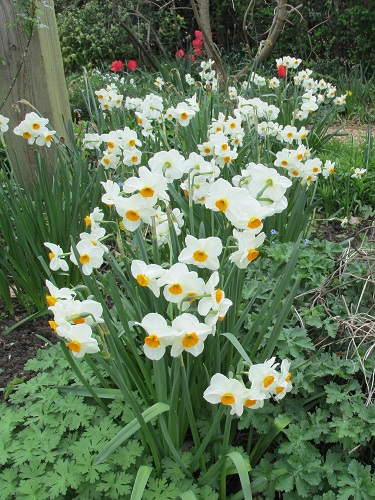 A stand of daffodils white with orange centres