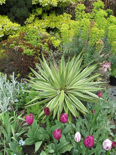 Star-burst shaped yucca with tulips and euphorbia