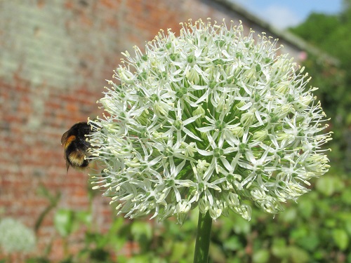 A close-up of white allium bloom with bee