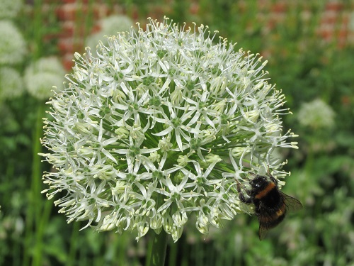 A close-up of white allium bloom with bee