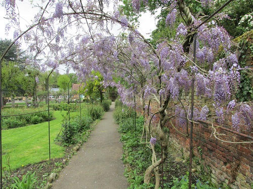 Wisteria growing over an long arch