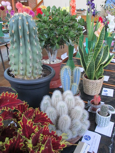 A display of cacti