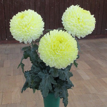 A vase of chrysanthemums