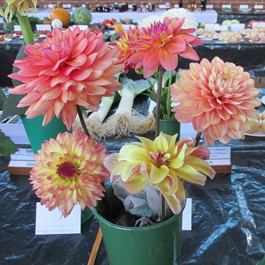 A vase of 5 mixed dahlias