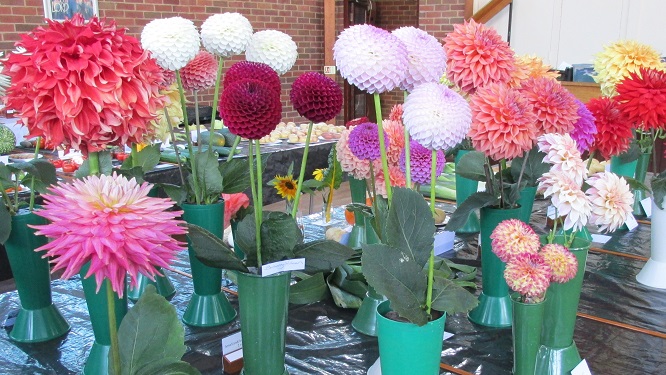 A display of dahlias