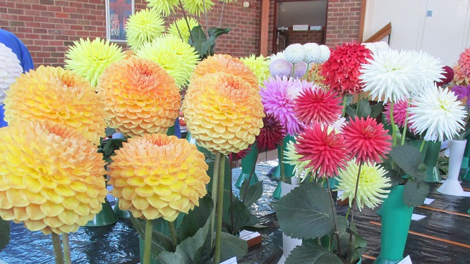 Displays of dahlias