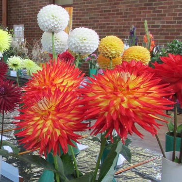 A vase of 3 red and yellow dahlias