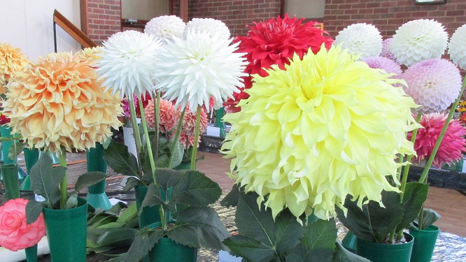 A display of 5 vases of mixed coloured dahlias