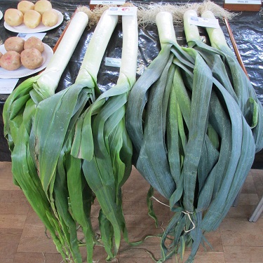 Giant leeks