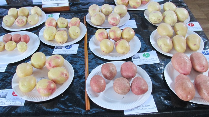 A Display of potatoes