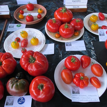 A display of mixed tomatoes