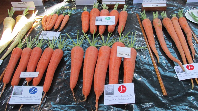 A display of carrots