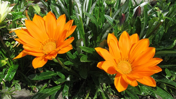 Two orange calendula flowers